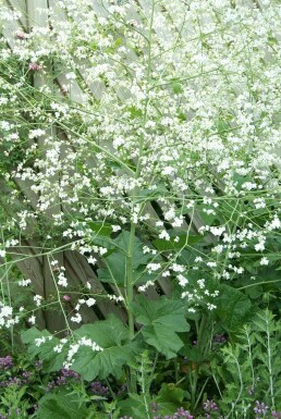 Riesen-Schleierkraut Crambe cordifolia 5-10 Topf 9x9 cm (P9)