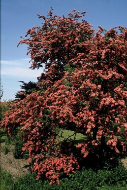 Echter Rotdorn Crataegus laevigata 'Paul's Scarlet' Strauch 100-120 Topf 12 ltr. (C12)