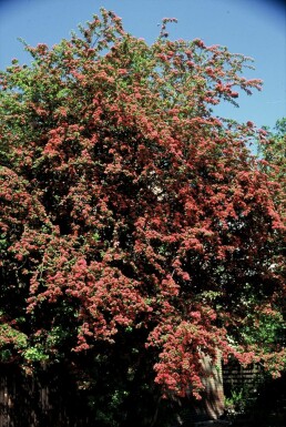 Echter Rotdorn Crataegus laevigata 'Paul's Scarlet' Strauch 100-120 Topf 12 ltr. (C12)