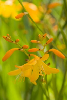 Garten-Monbretie Crocosmia 'George Davison' 5-10 Topf 9x9 cm (P9)