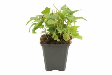 Sichelfarn Cyrtomium falcatum 5-10 Topf 9x9 cm (P9) Cyrtomium falcatum