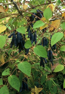 Blaugurke Decaisnea fargesii Strauch 120-140 Topf 12 ltr. (C12) Decaisnea fargesii Strauch 120-140 cm