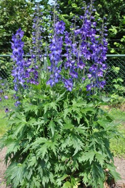 Rittersporn Delphinium pacific 'Black Knight' 5-10 Topf 9x9 cm (P9) Delphinium pacific 'Black Knight'