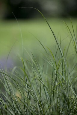 Deschampsia cespitosa