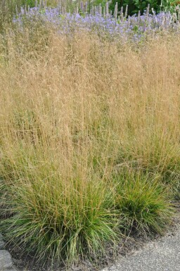 Wald-Schmiele Deschampsia cespitosa 'Goldtau' 5-10 Topf 9x9 cm (P9)