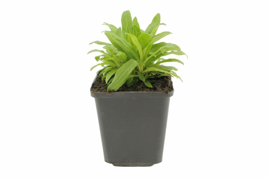 Bartnelke Dianthus barbatus 'Indianer Teppich' 5-10 Topf 9x9 cm (P9) Dianthus barbatus 'Indianer Teppich'