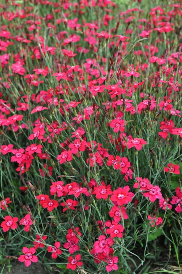 Garten-Heide-Nelke Dianthus deltoides 'Brilliant' 5-10 Topf 9x9 cm (P9) Dianthus deltoides 'Brilliant'
