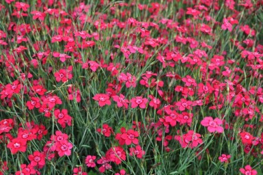 Garten-Heide-Nelke Dianthus deltoides 'Brilliant' 5-10 Topf 9x9 cm (P9)