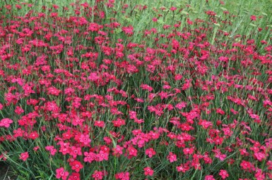 Garten-Heide-Nelke Dianthus deltoides 'Brilliant' 5-10 Topf 9x9 cm (P9) Dianthus deltoides 'Brilliant'