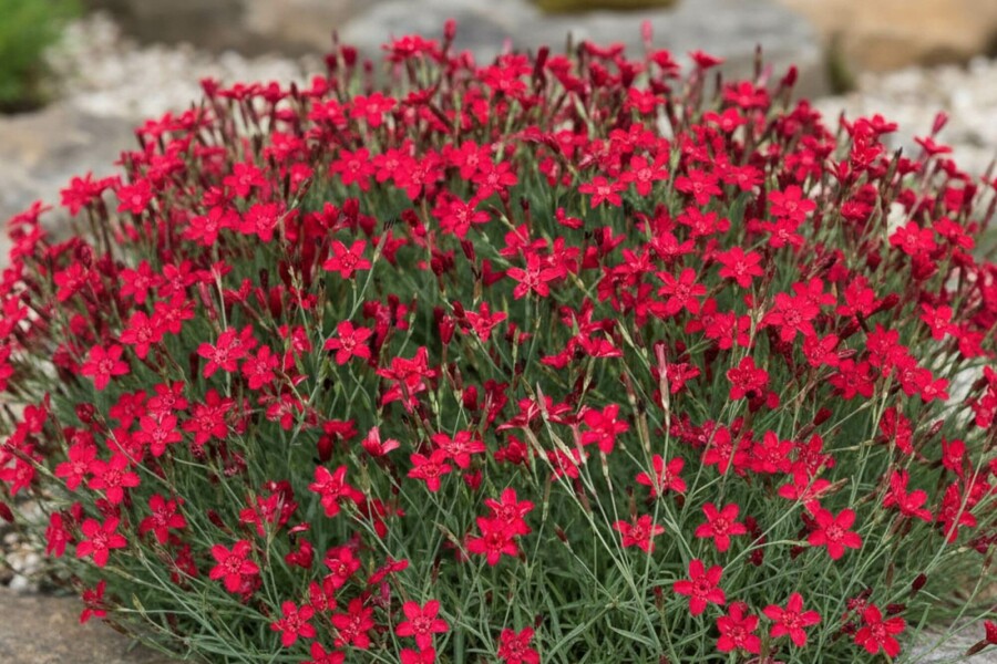 Heidenelke Dianthus deltoides 'Flashing Light' 5-10 Topf 9x9 cm (P9) Dianthus deltoides 'Flashing Light'