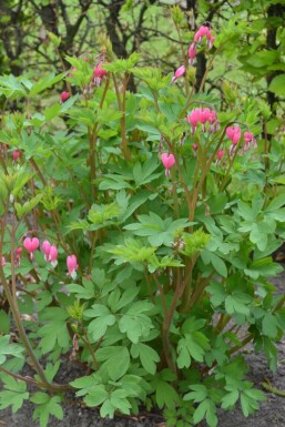 Tränendes Herz Dicentra spectabilis 5-10 Topf 9x9 cm (P9)