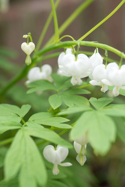 Tränendes Herz Dicentra spectabilis 'Alba' 5-10 Topf 9x9 cm (P9) Dicentra spectabilis 'Alba'