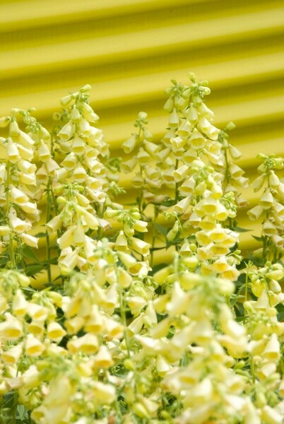 Großblütiger Fingerhut Digitalis grandiflora 5-10 Topf 9x9 cm (P9) Digitalis grandiflora