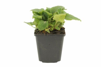 Heimischer Fingerhut Digitalis purpurea 5-10 Topf 9x9 cm (P9) Digitalis purpurea