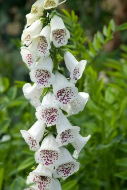 Garten-Fingerhut Digitalis purpurea 'Alba' 5-10 Topf 9x9 cm (P9) Digitalis purpurea 'Alba'