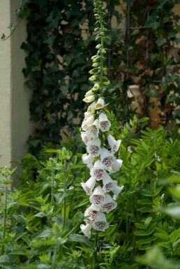 Garten-Fingerhut Digitalis purpurea 'Alba' 5-10 Topf 9x9 cm (P9) Digitalis purpurea 'Alba'