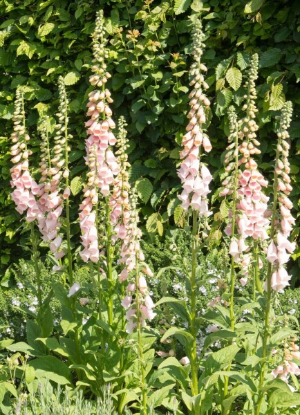 Fingerhut Digitalis purpurea 'Apricot' 5-10 Topf 9x9 cm (P9) Digitalis purpurea 'Apricot'