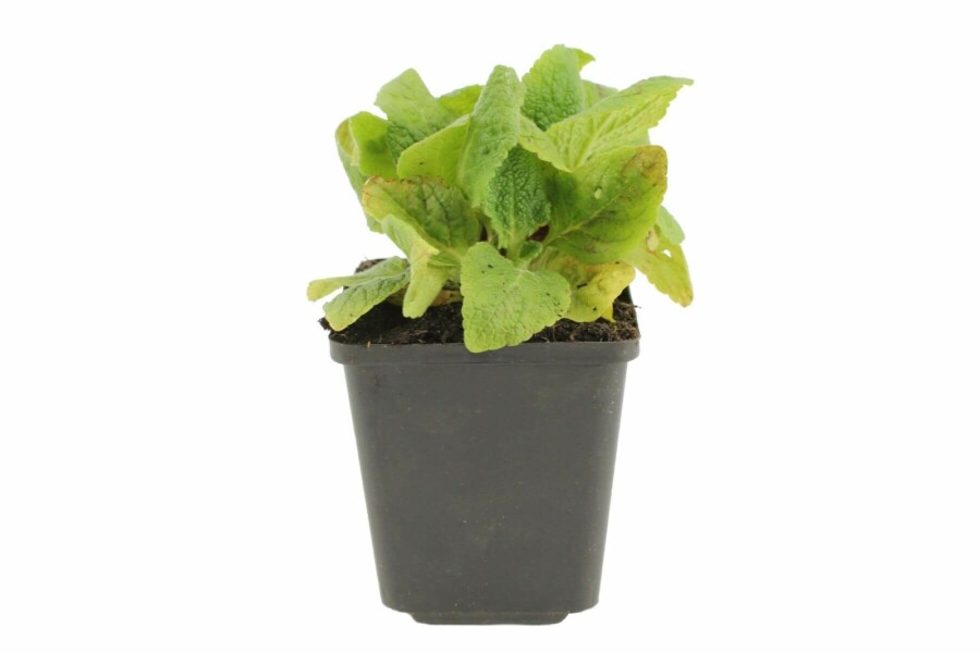 Garten-Fingerhut Digitalis purpurea 'Gloxiniiflora' 5-10 Topf 9x9 cm (P9) Digitalis purpurea 'Gloxiniiflora'