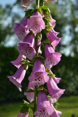 Garten-Fingerhut Digitalis purpurea 'Gloxiniiflora' 5-10 Topf 9x9 cm (P9)