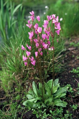 Sternschnuppenblume Dodecatheon meadia 5-10 Topf 9x9 cm (P9) Dodecatheon meadia