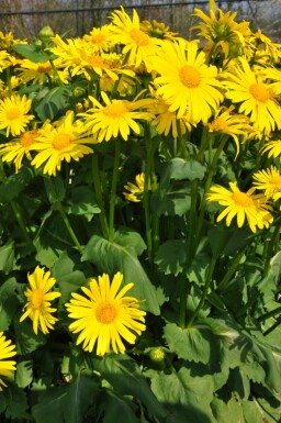 Gemswurz Doronicum orientale 5-10 Topf 9x9 cm (P9) Doronicum orientale
