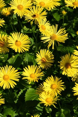 Gemswurz Doronicum orientale 'Magnificum' 5-10 Topf 9x9 cm (P9)