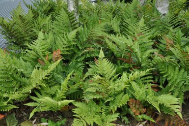 Rotschleierfarn Dryopteris erythrosora 5-10 Topf 9x9 cm (P9)