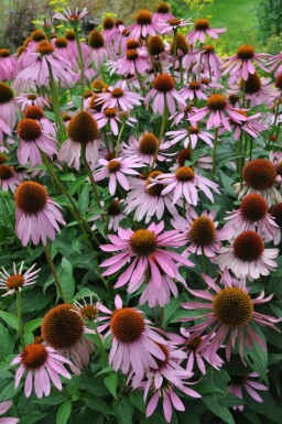 Echinacea purpurea