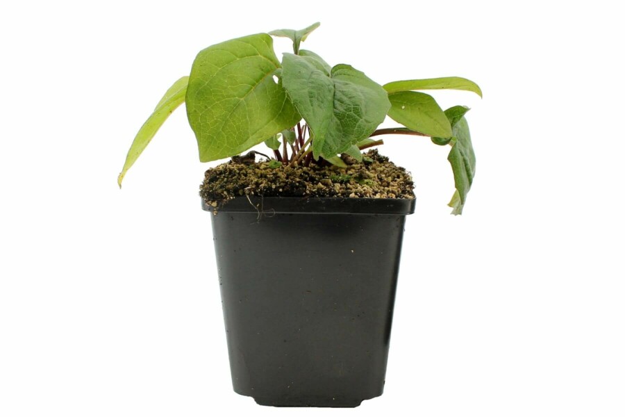 Scheinsonnenhut Echinacea purpurea 'Magnus' 5-10 Topf 9x9 cm (P9) Echinacea purpurea 'Magnus'