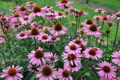 Scheinsonnenhut Echinacea purpurea 'Magnus' 5-10 Topf 9x9 cm (P9)