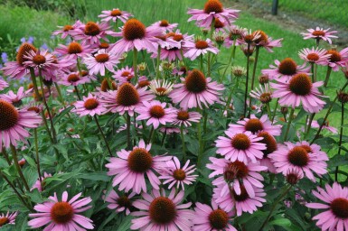 Scheinsonnenhut Echinacea purpurea 'Magnus' 5-10 Topf 9x9 cm (P9)