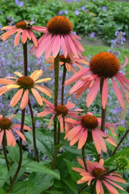 Sonnenhut Echinacea purpurea 'Summer Cocktail' 5-10 Topf 9x9 cm (P9)