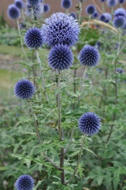 Kugeldistel Echinops bannaticus 'Blue Glow' 5-10 Topf 9x9 cm (P9) Echinops bannaticus 'Blue Glow'