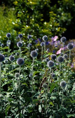 Kugeldistel Echinops bannaticus 'Taplow Blue' 5-10 Topf 9x9 cm (P9) Echinops bannaticus 'Taplow Blue'