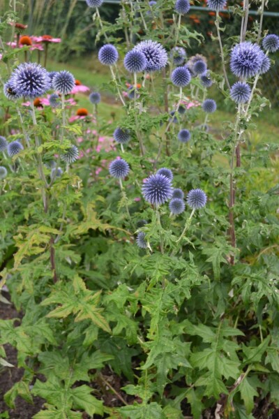 Kugeldistel Echinops ritro 10-15 Topf 2 ltr. (C2) Echinops ritro