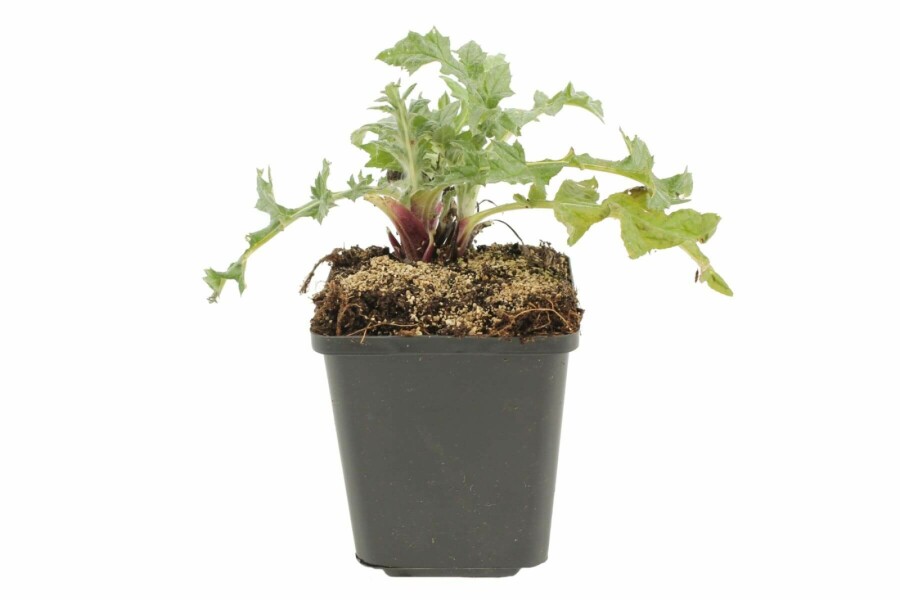 Kugeldistel Echinops ritro 5-10 Topf 9x9 cm (P9) Echinops ritro