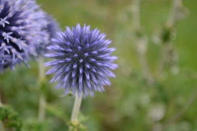 Kugeldistel Echinops ritro 5-10 Topf 9x9 cm (P9)