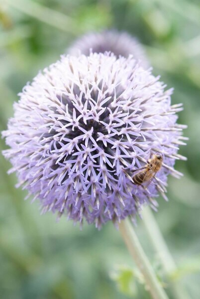 Echinops ritro 'Veitch's Blue' (Kugeldistel) kaufen P9 | Heijnen Pflanzen
