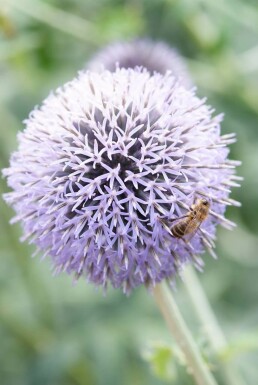 Kugeldistel Echinops ritro 'Veitch’s Blue' 5-10 Topf 9x9 cm (P9)