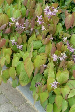 Großblütige Garten-Elfenblume Epimedium grandiflorum 'Lilafee' 5-10 Topf 9x9 cm (P9) Epimedium grandiflorum 'Lilafee'
