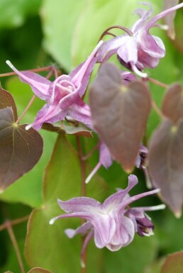 Großblütige Garten-Elfenblume Epimedium grandiflorum 'Lilafee' 5-10 Topf 9x9 cm (P9) Epimedium grandiflorum 'Lilafee'
