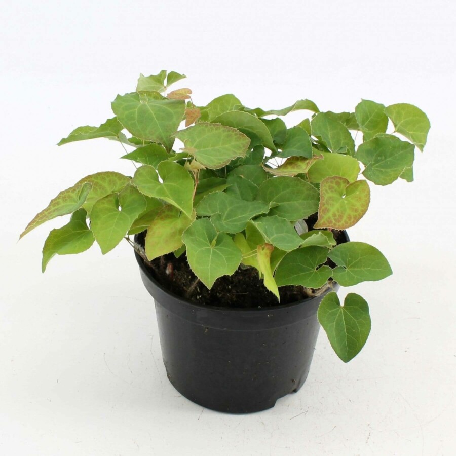 Frohnleiten-Garten-Elfenblume Epimedium perralchicum 'Frohnleiten' 10-15 Topf 2 ltr. (C2) Epimedium perralchicum 'Frohnleiten'