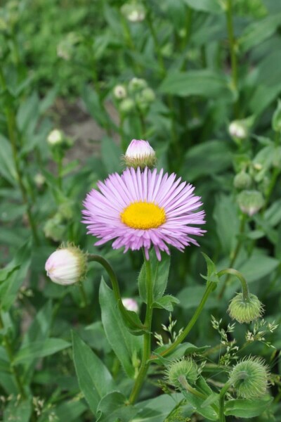 Feinstrahlaster Erigeron 'Rosa Jewel' 5-10 Topf 9x9 cm (P9) Erigeron 'Rosa Jewel'
