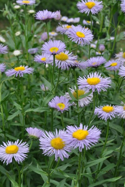 Feinstrahlaster Erigeron speciosus 'Superbus' 5-10 Topf 9x9 cm (P9) Erigeron speciosus 'Superbus'