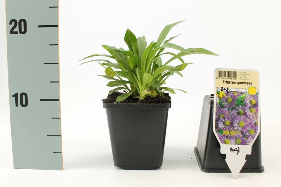 Feinstrahlaster Erigeron speciosus 'Superbus' 5-10 Topf 9x9 cm (P9) Erigeron speciosus 'Superbus'