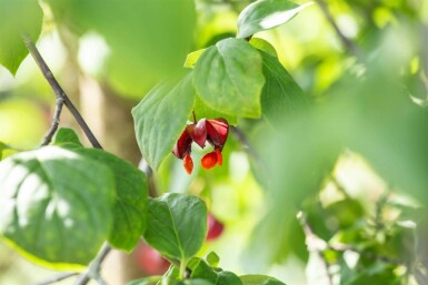Euonymus europaeus 'Red Cascade' C10 40-60