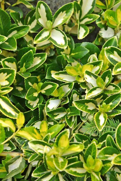 Goldherzige Kriechspindel Euonymus fortunei 'Blondy' Strauch 5-10 Topf 9x9 (P9) Euonymus fortunei 'Blondy' Strauch 5-10 cm