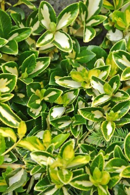Goldherzige Kriechspindel Euonymus fortunei 'Blondy' Strauch 5-10 Topf 9x9 (P9) Euonymus fortunei 'Blondy' Strauch 5-10 cm