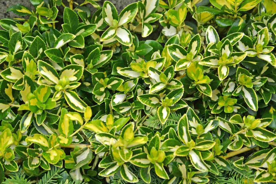 Goldherzige Kriechspindel Euonymus fortunei 'Blondy' Strauch 5-10 Topf 9x9 (P9) Euonymus fortunei 'Blondy' Strauch 5-10 cm