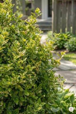 Euonymus fortunei 'Blondy' Strauch 5-10 cm